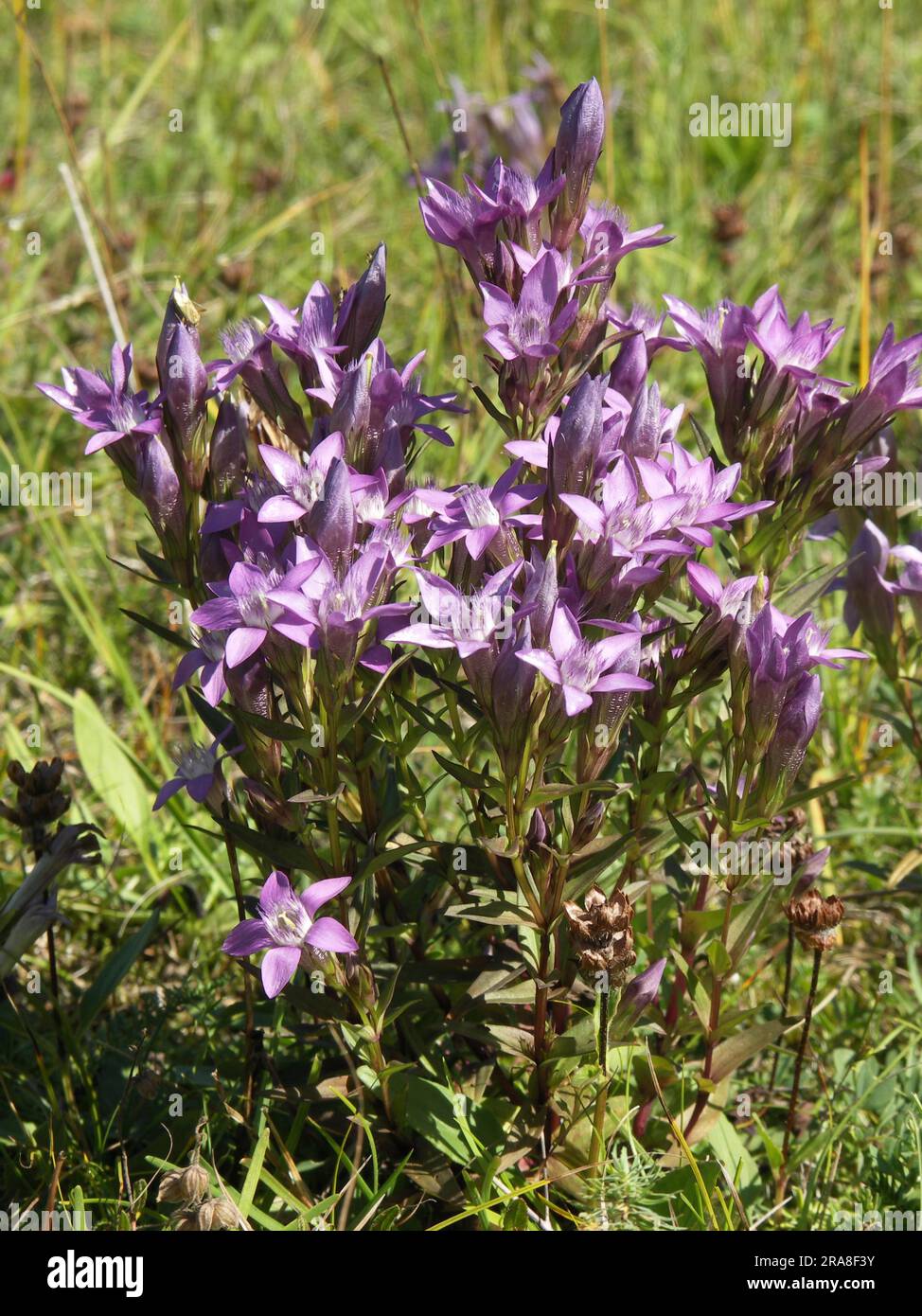 Tedesco chiltern Genzian (Gentianella germanica) Foto Stock