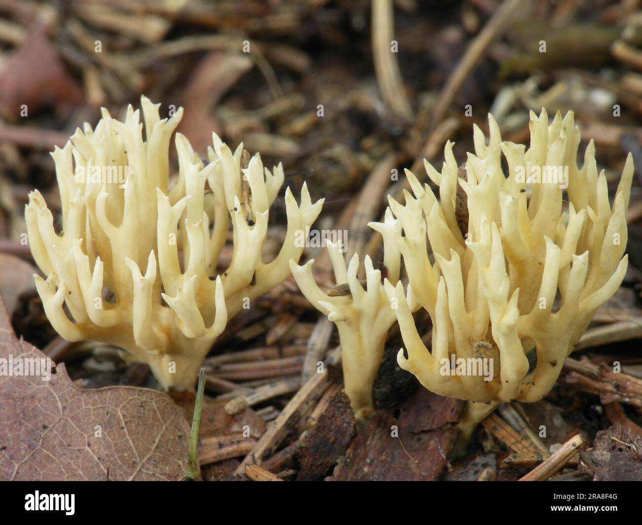 Fungo corallo (Clavulina) cristata, corallo a forma di pettine Foto Stock