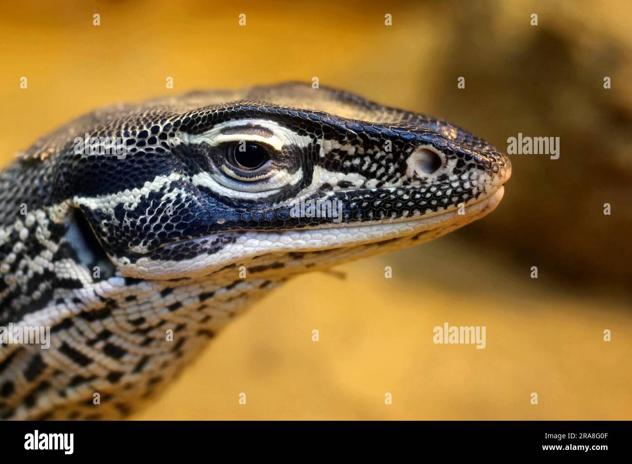 Goulds-waran, goulds waran, waran, Sand goanna (Varanus gouldii), rettile, rettil Foto Stock