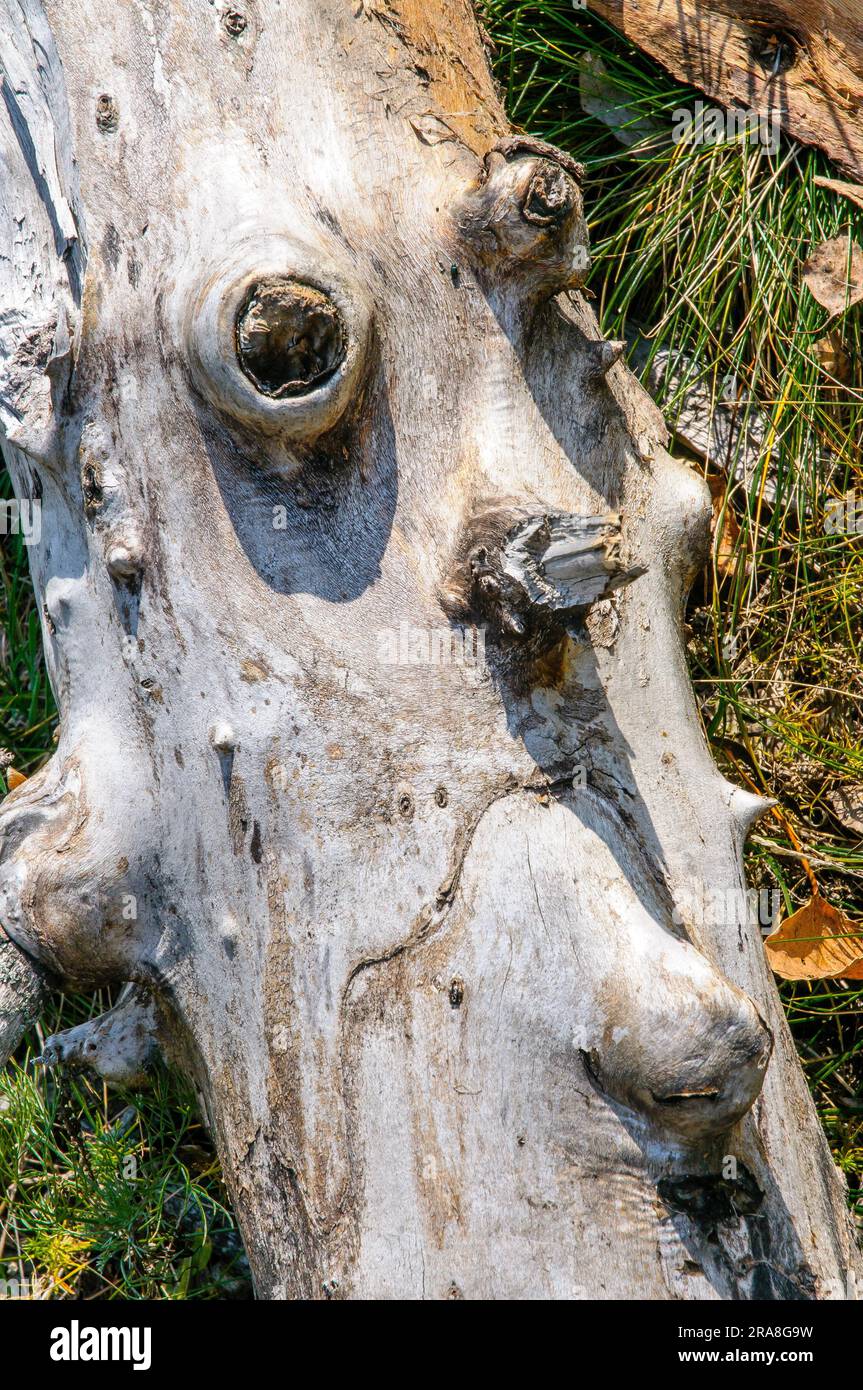 Un pezzo di tronco d'albero che sembra una faccia. Simboleggia la natura infelice Foto Stock