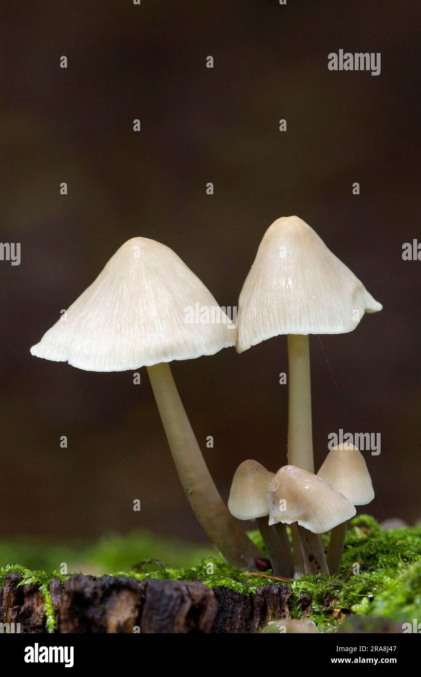 Cofano comune (Mycena galericulata), cofano comune, Germania Foto Stock