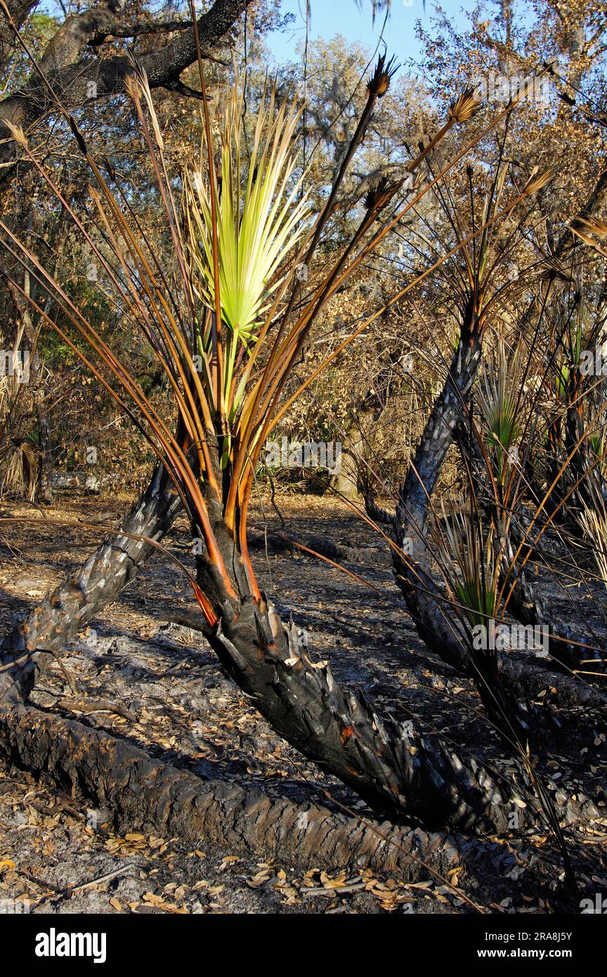 Saw Palmetto (Serenoa repens) dopo un incendio boschivo, Myakka River State Park, Florida, USA Foto Stock