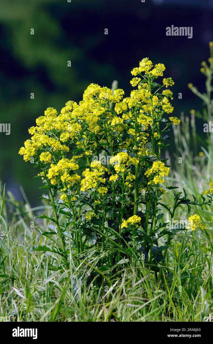 Crescione giallo comune (Barbarea vulgaris), Renania settentrionale-Vestfalia, crescione invernale amaro, crescione amaro, razzo giallo, Herb barbara, razzo invernale Foto Stock