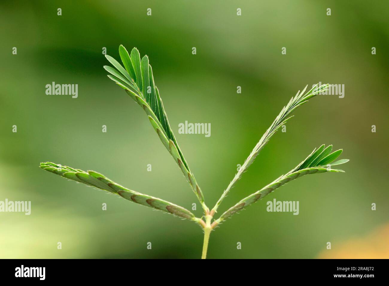 Pianta sensibile (Mimosa pudica), foglie, Mimosaceae Foto Stock