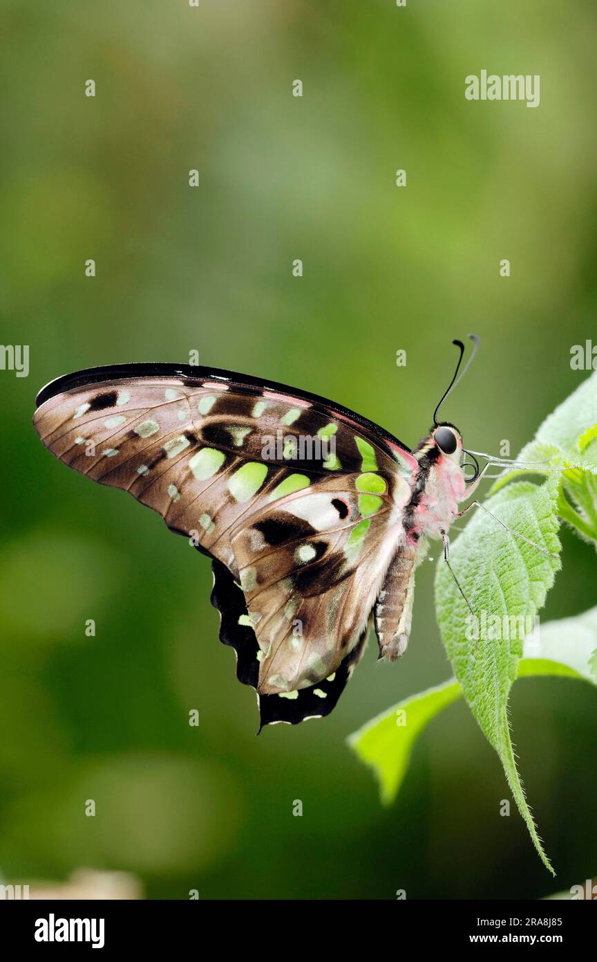 Green-Spotted Triangle (Graphium agamemnon), Tailed Jay, Side Foto Stock