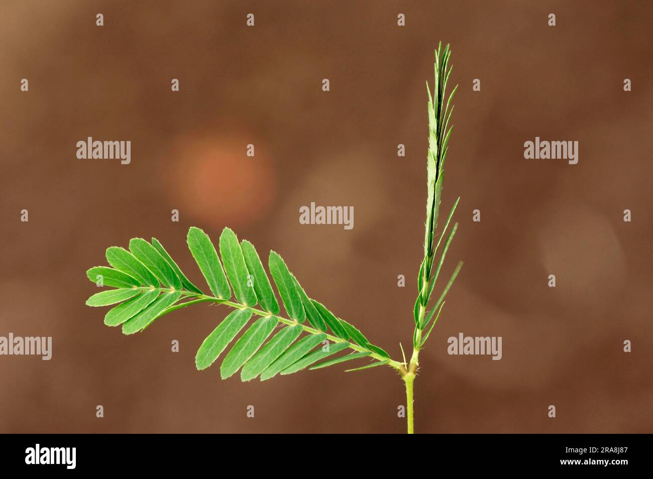Pianta sensibile (Mimosa pudica), foglie, Mimosaceae Foto Stock