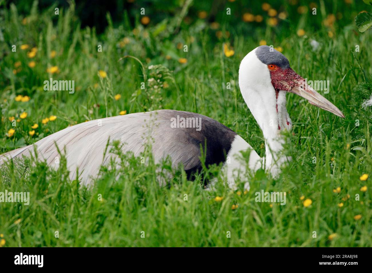 Wattled Crane (Grus carunculatus) sul nido Foto Stock