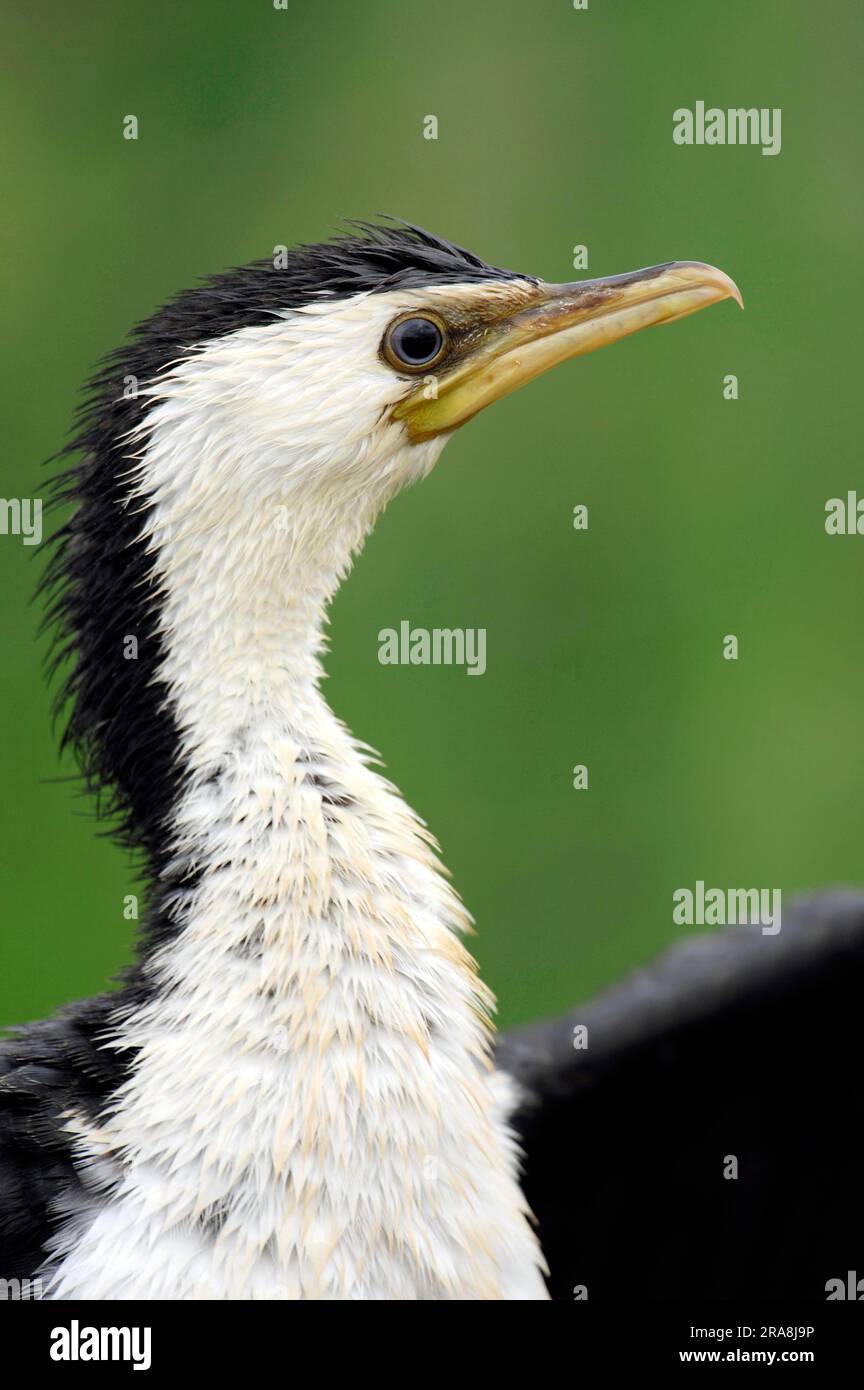 Piccolo cormorano pied (Phalacrocorax melanoleucos) (Halietor melanoleucos) Foto Stock