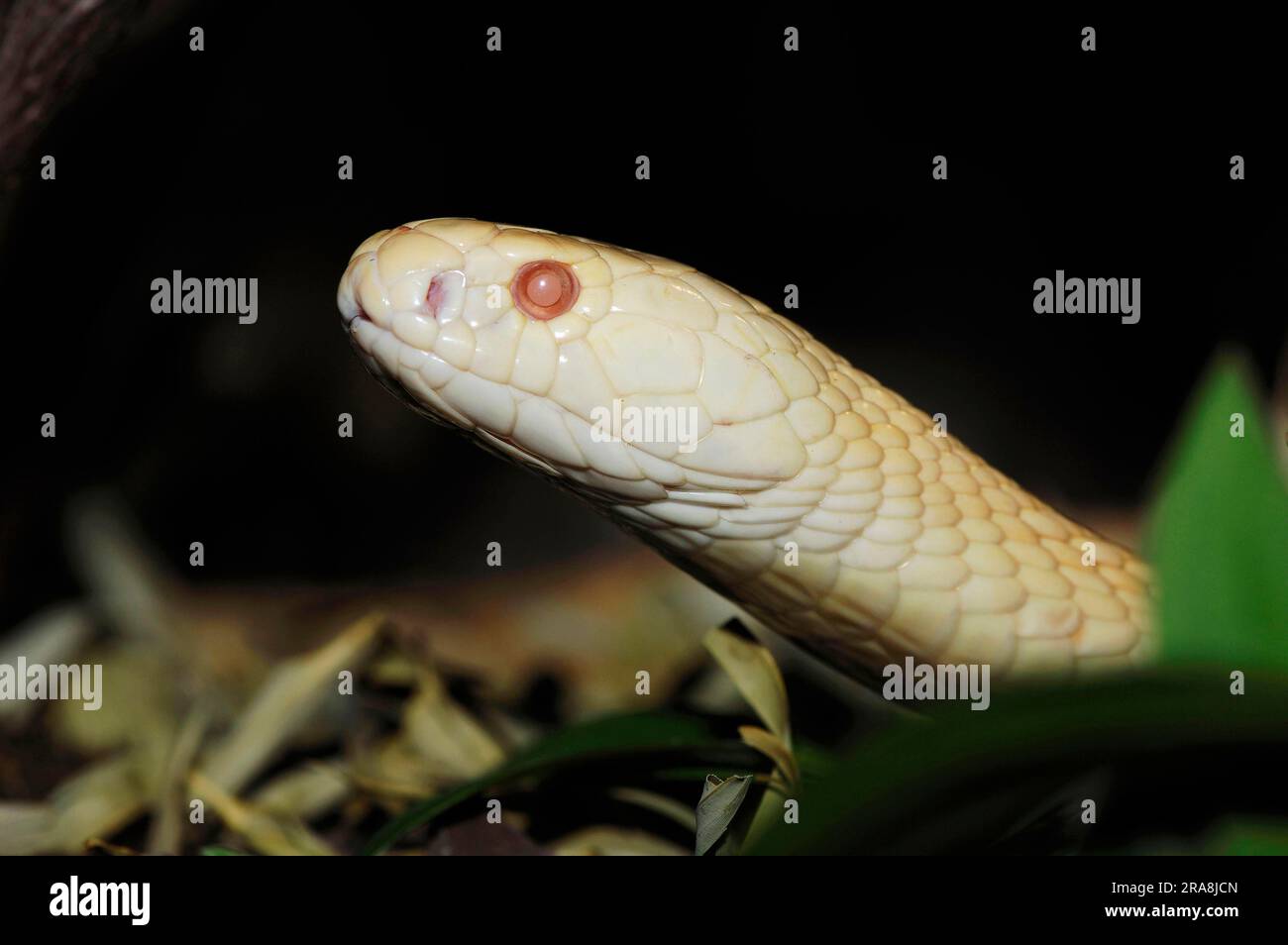 Cobra monoculato con un occhio (Naja kaouthia), Albino, Cobra con occhiali Foto Stock