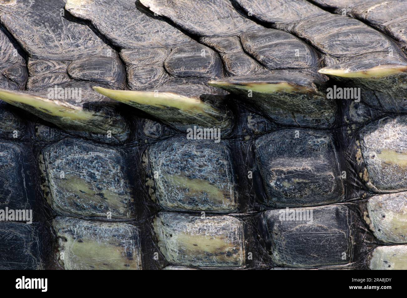 Coccodrillo Nilotico, dettaglio della pelle (Crocodylus niloticus) Foto Stock