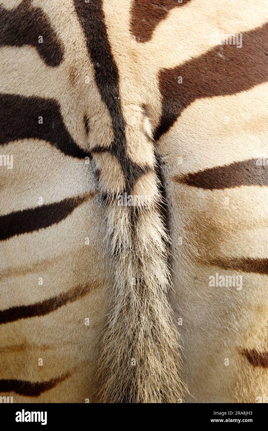 Chapman Zebra, coda (Equus quagga antiquorum) Foto Stock