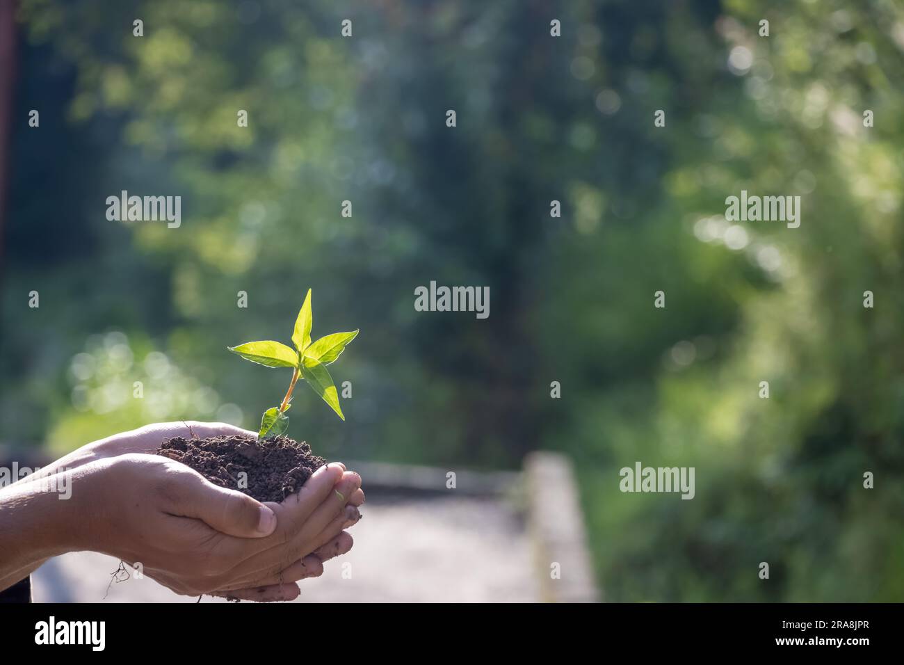 Pianta in mano di un concetto di ambiente ecologico degli alberi e conservazione delle foreste. prendersi cura del contesto naturale della foresta Foto Stock