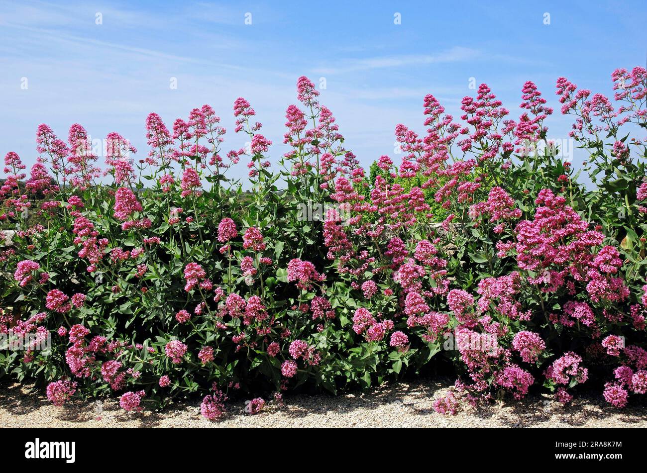 Valeriano rosso, elenco di parole latine e greche comunemente usate nei nomi sistematici (Centranthus Red valerian (Centranthus ruber) (Centranthus rubra), Spurw Foto Stock