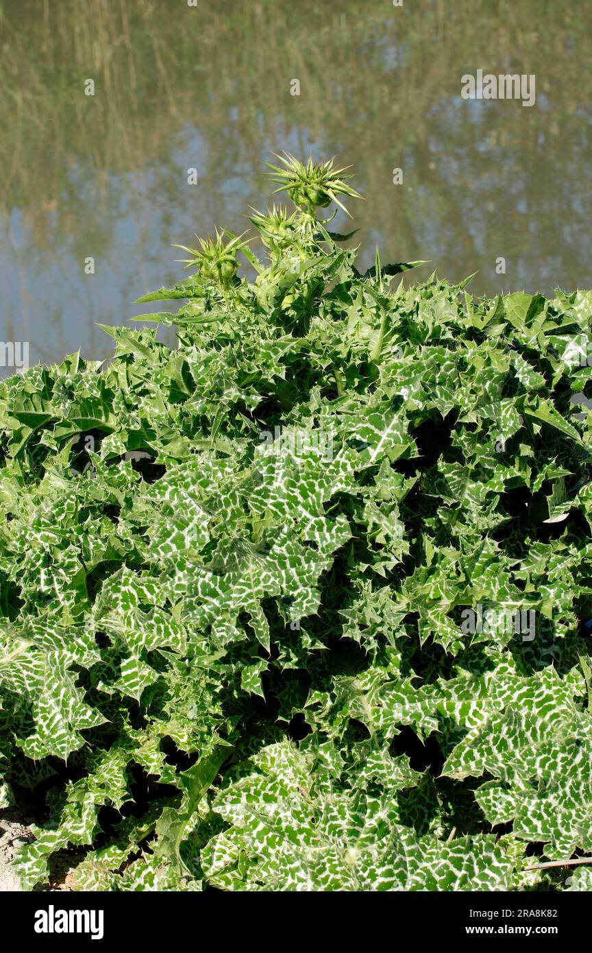 Cardo del latte, Provenza, Francia meridionale (Silybrum marianum) (Carduus marianus), Cardo di nostra Signora Foto Stock