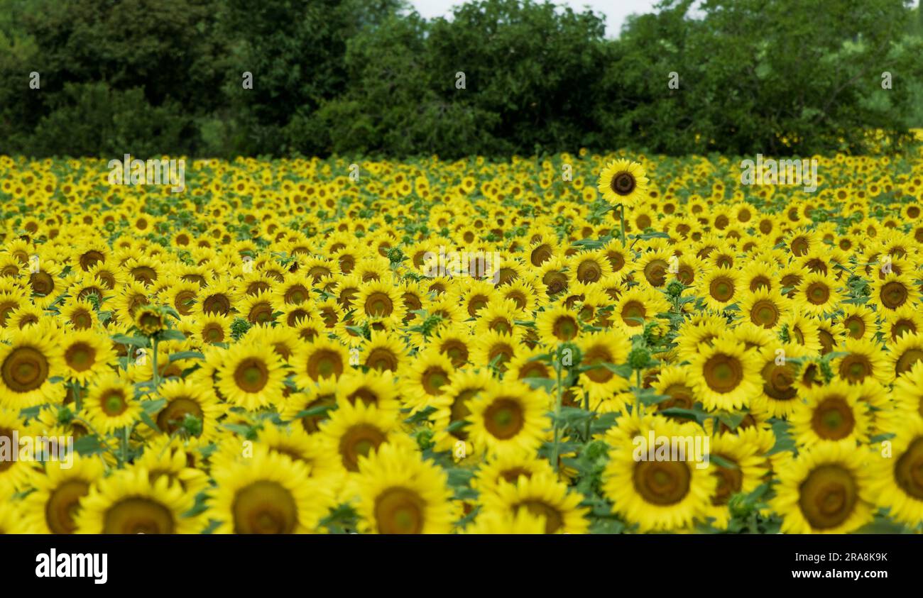 Girasole alto (Helianthus annuus) in campo di girasoli, Italia Foto Stock