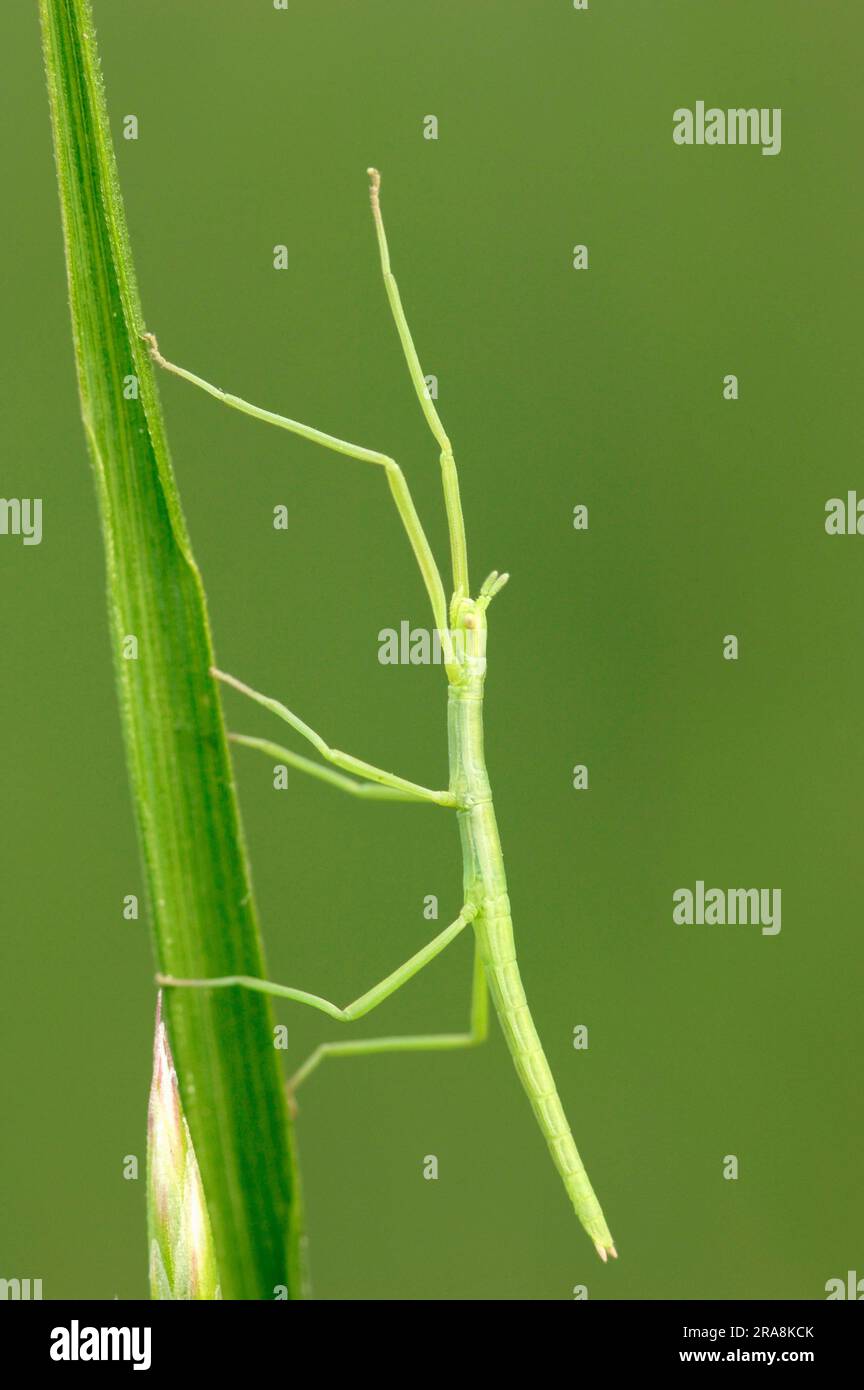 Young European Stick Insect (Bacillus rossius), Camargue, Provenza, Francia meridionale Foto Stock