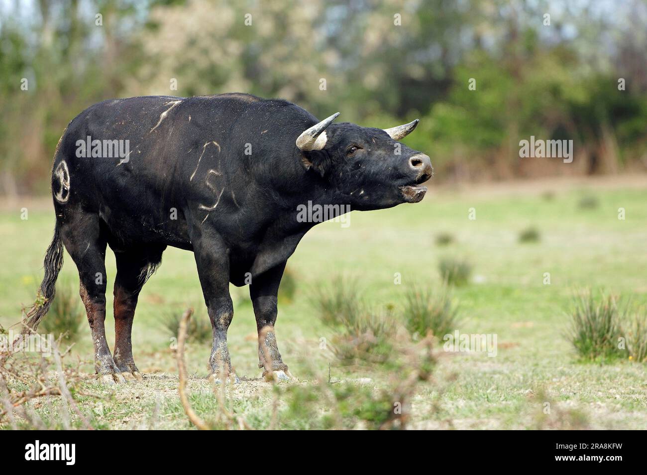 Bestiame spagnolo, toro, Camargue, Provenza, Francia meridionale Foto Stock