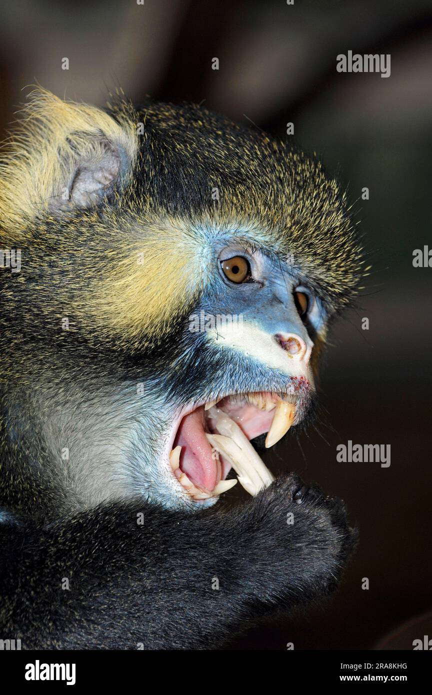 Scimmia baffata, guenon baffato (Cercopithecus cephus) scimmia Foto Stock