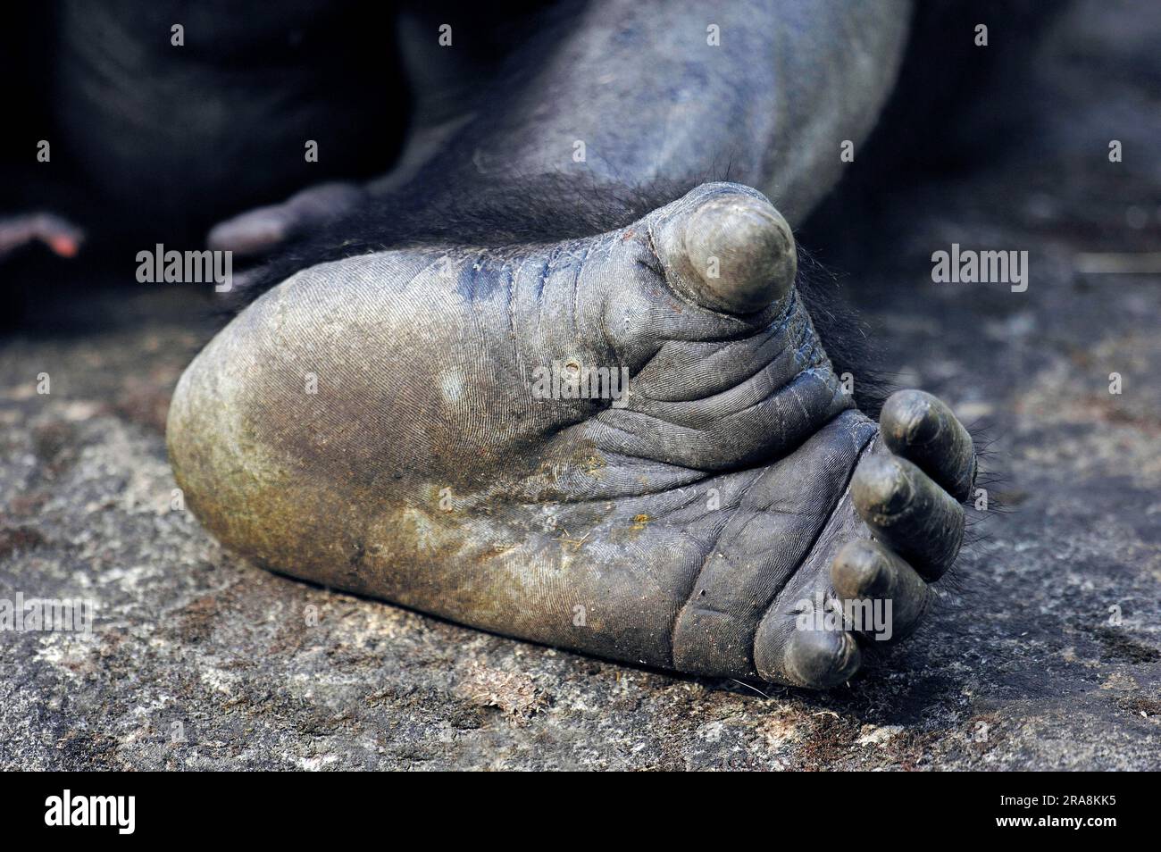WESTERN Lowland Gorilla (Gorilla gorilla gorilla), piede Foto Stock