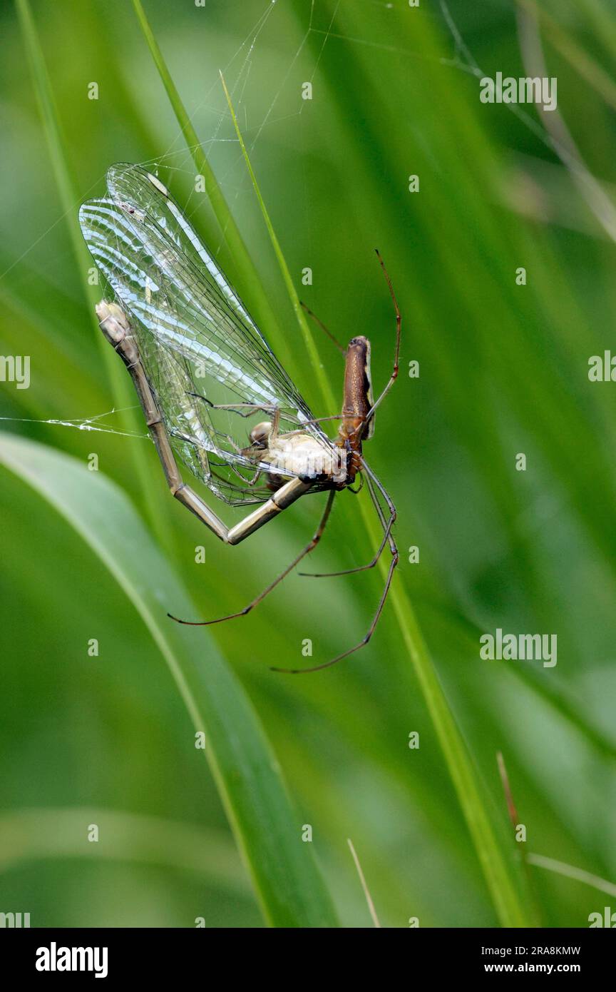 Ragno a corna lunga con damselfly afferrato, ragno allungato comune (Tetragnatha extensa), ragno a corna lunga, Germania Foto Stock