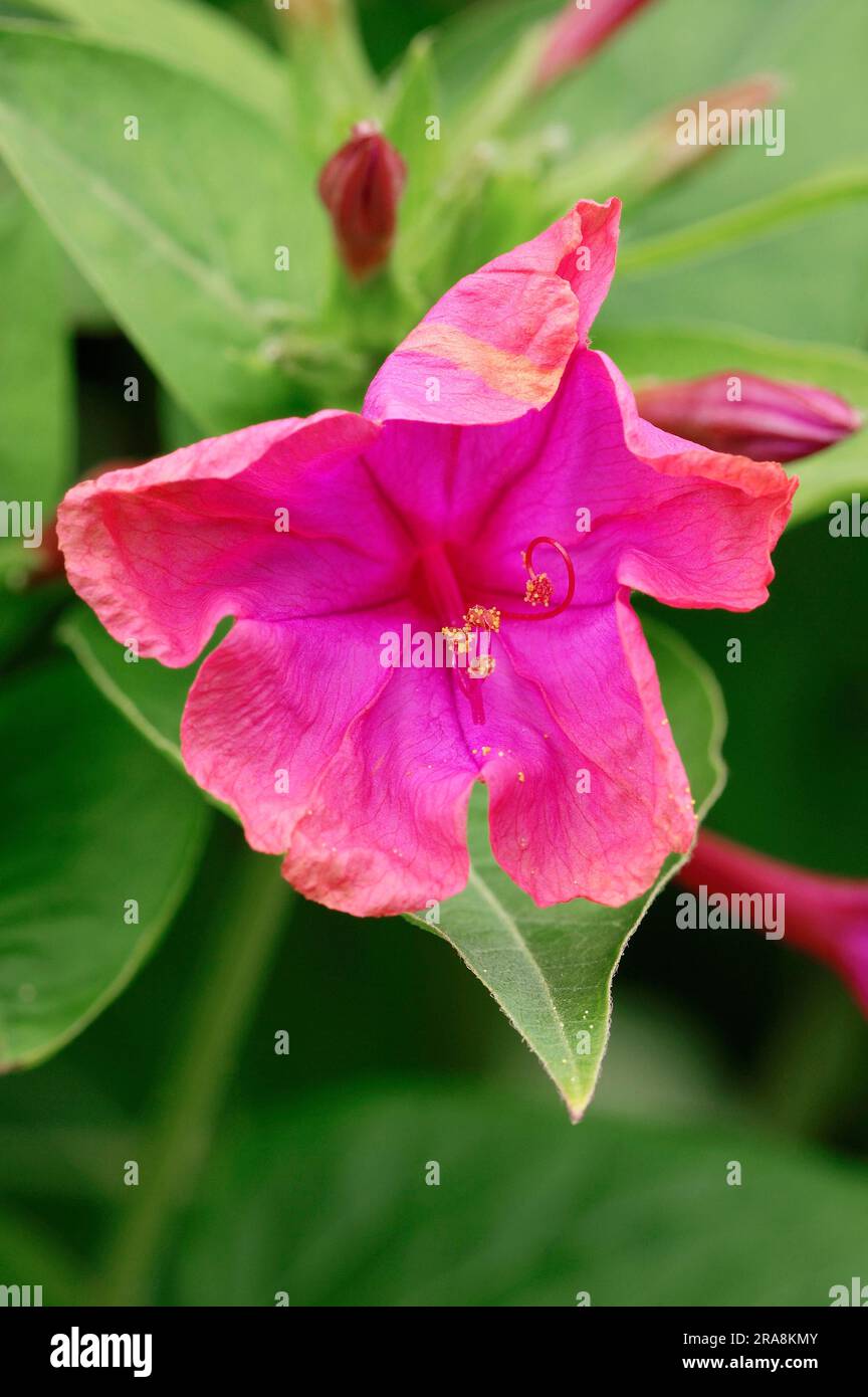 Fiore a ore quattro (Mirabilis jalapa) Foto Stock