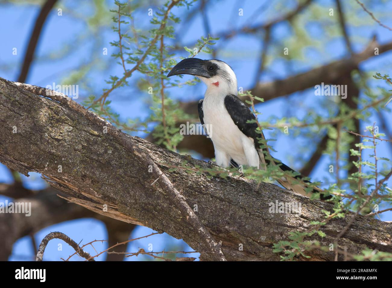 Il becco di Decken (Tockus deckeni), il Parco Nazionale di Samburu, Kenya Foto Stock