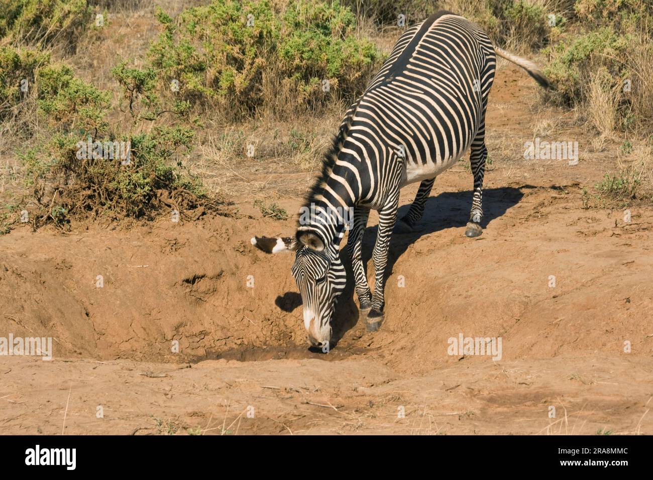 Grevy's Zebra (Equus grevyi), parco nazionale di Samburu, Kenya, pozzo d'acqua Foto Stock
