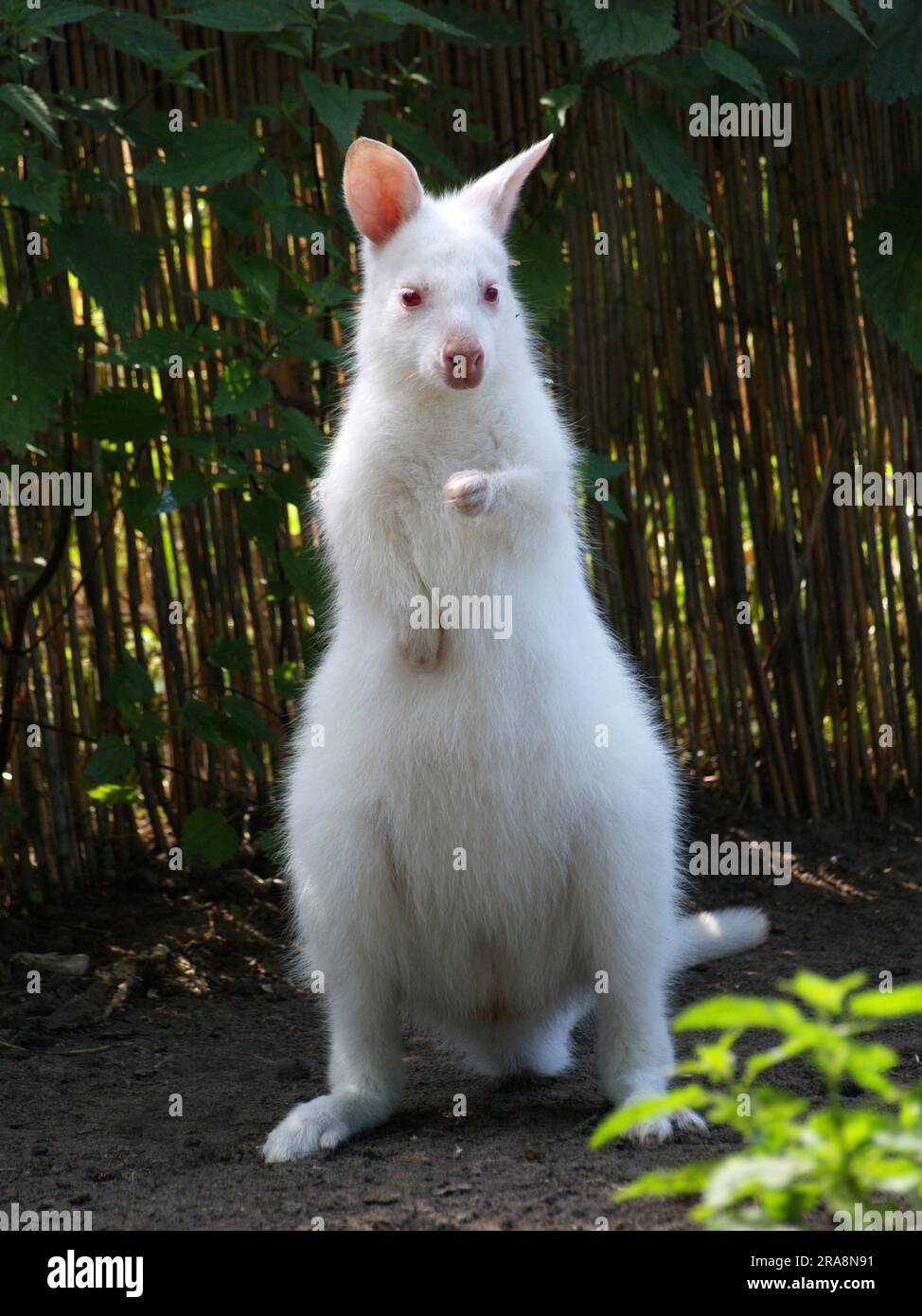 Wallaby con collo rosso giovane (Macropus rufogriseus) Foto Stock