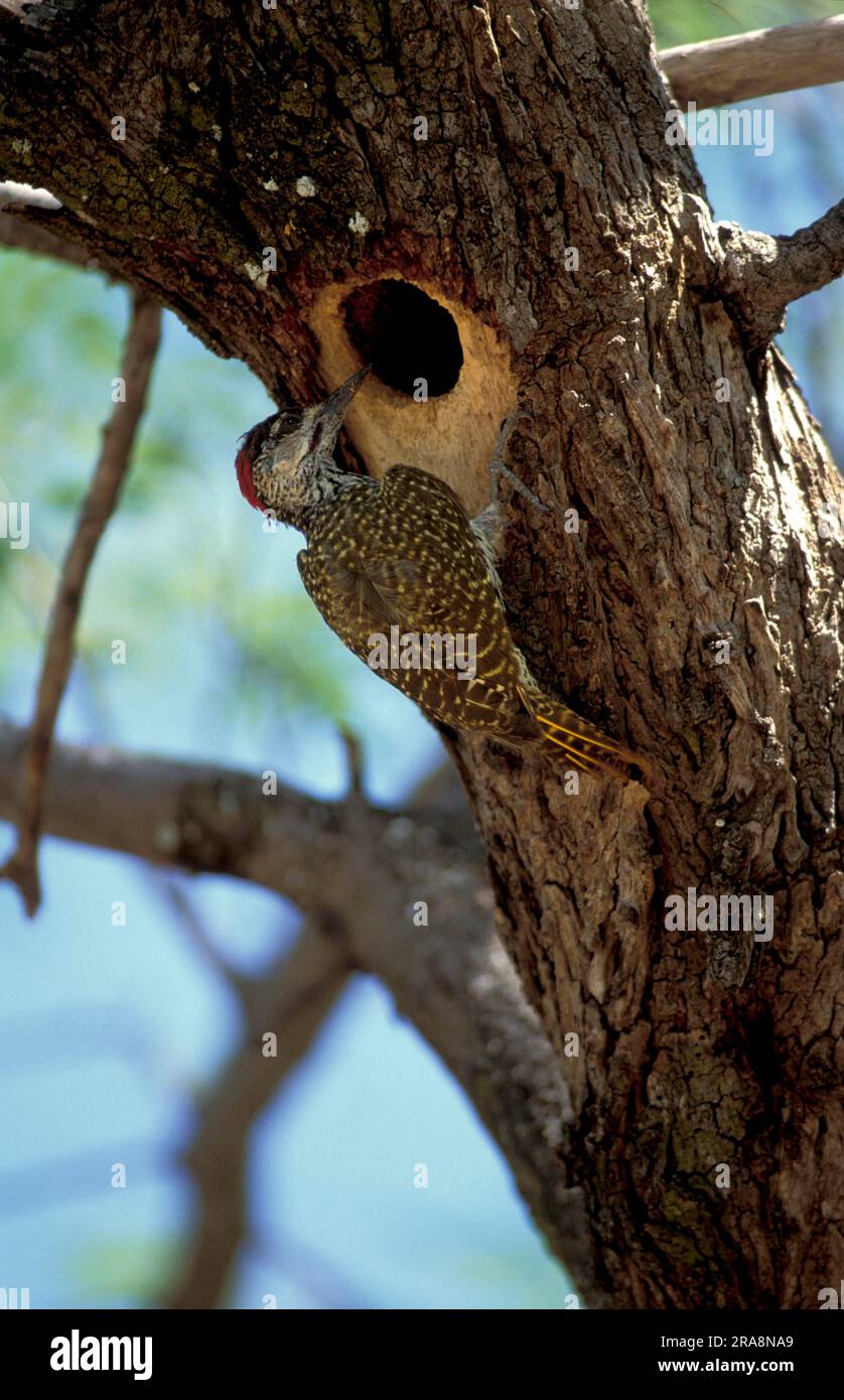 Picchio dalla coda dorata (Campethera abingoni) al nido, parco nazionale di Krueger, Sudafrica Foto Stock