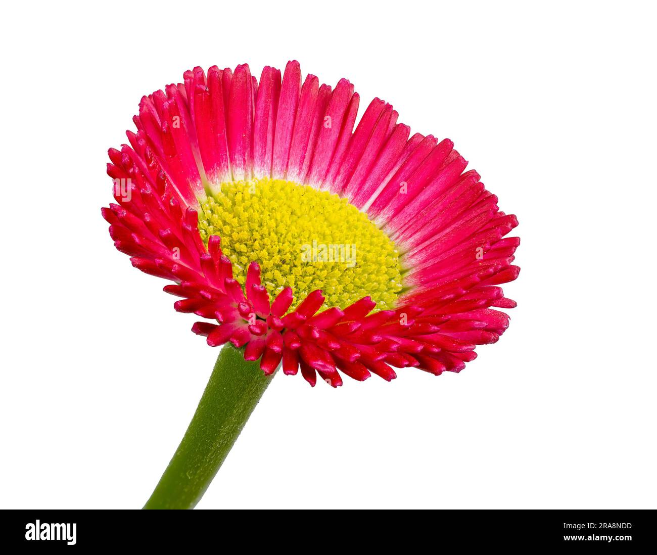 Macro di un fiore isolato di un fiore di bellis Foto Stock