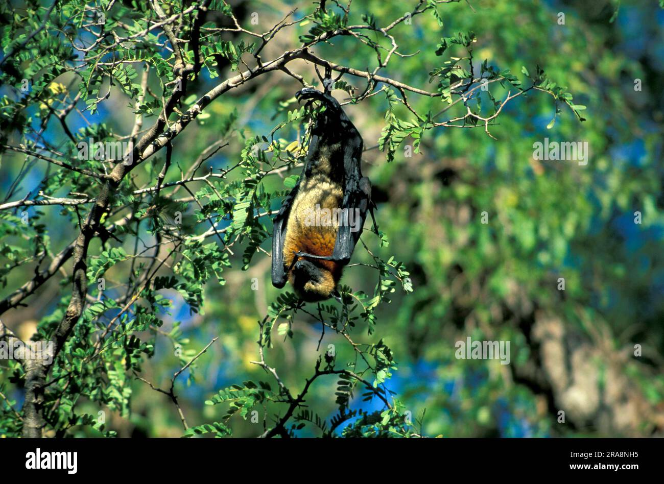 Pipistrello della frutta malgascia (Pteropus rufus), Madagascar Foto Stock