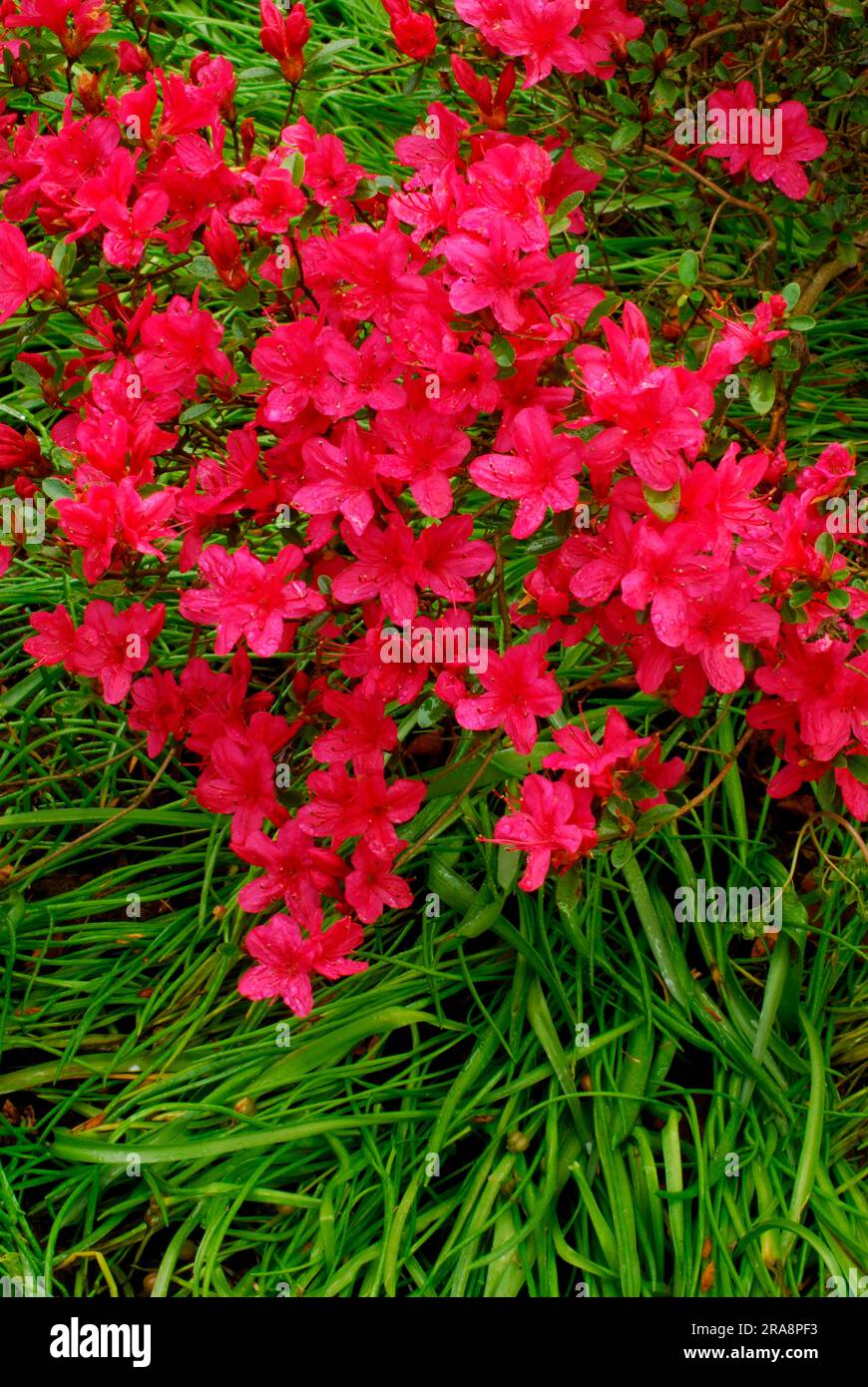 Azalea giapponese (Rhododendron obtusum x) Foto Stock