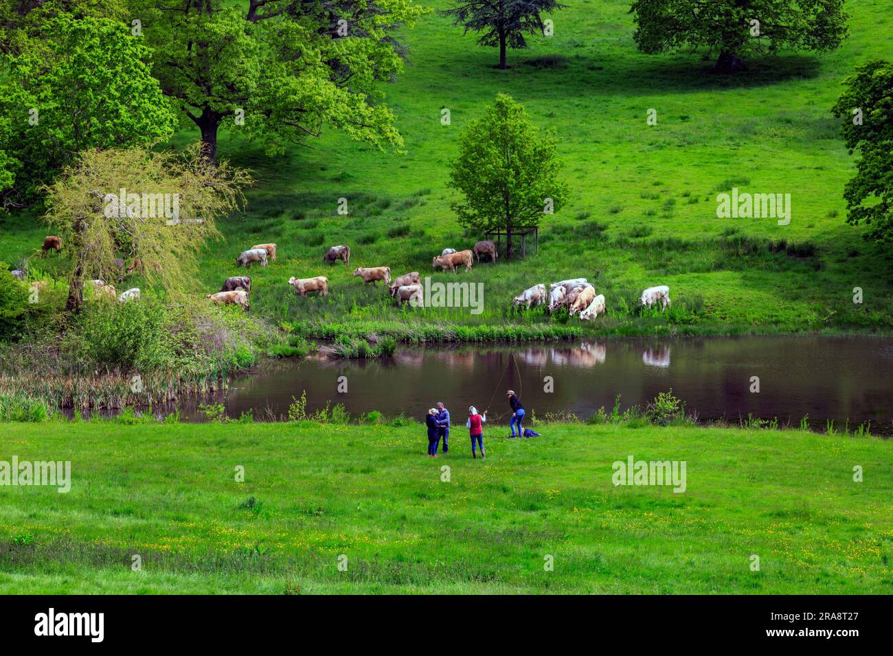 Charolais Cattle Cooling off by He Lake in Minterne House Gardens, Dorset, Inghilterra, Regno Unito Foto Stock
