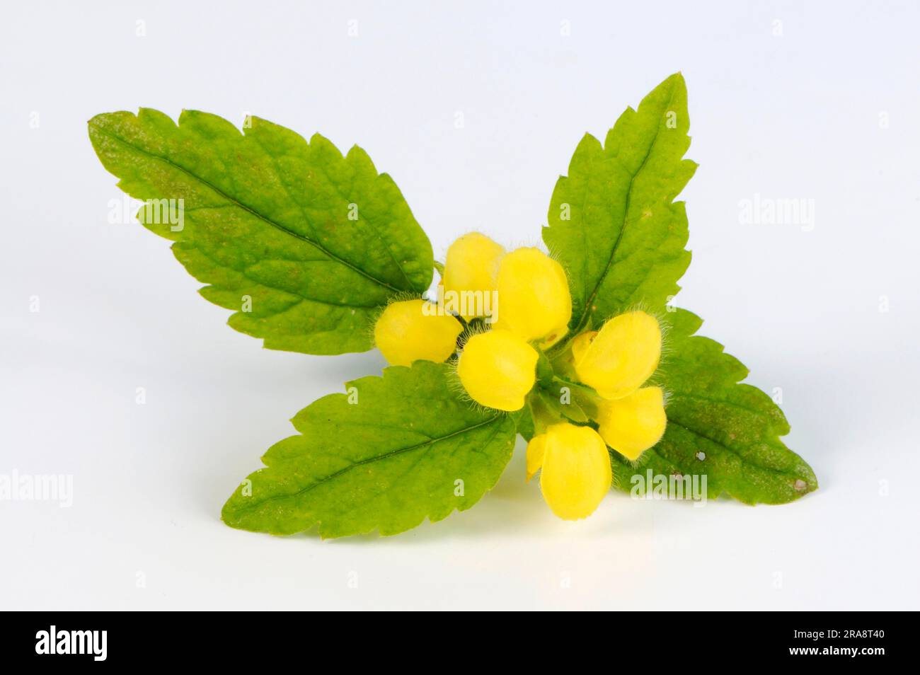 Ortica dorata, ortica morta gialla, ortica morta dorata, arcangelo giallo comune (Lamium galeobdolon) Foto Stock