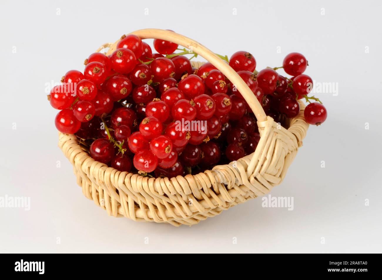 Ribes rosso (Ribes rubrum) "Rovada" nel cestino Foto Stock
