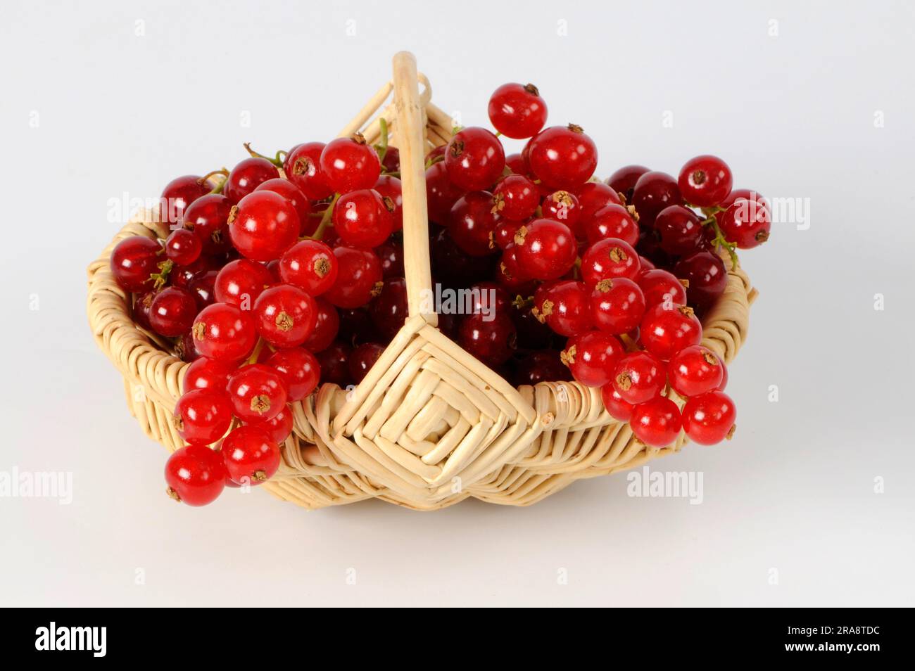 Ribes rosso (Ribes rubrum) "Rovada" nel cestino Foto Stock