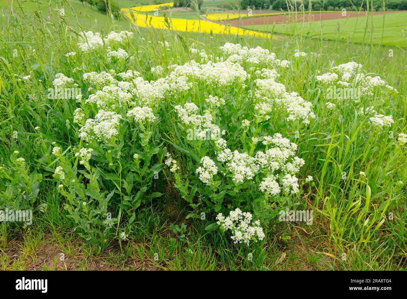 Cress (Cardaria draba) Foto Stock