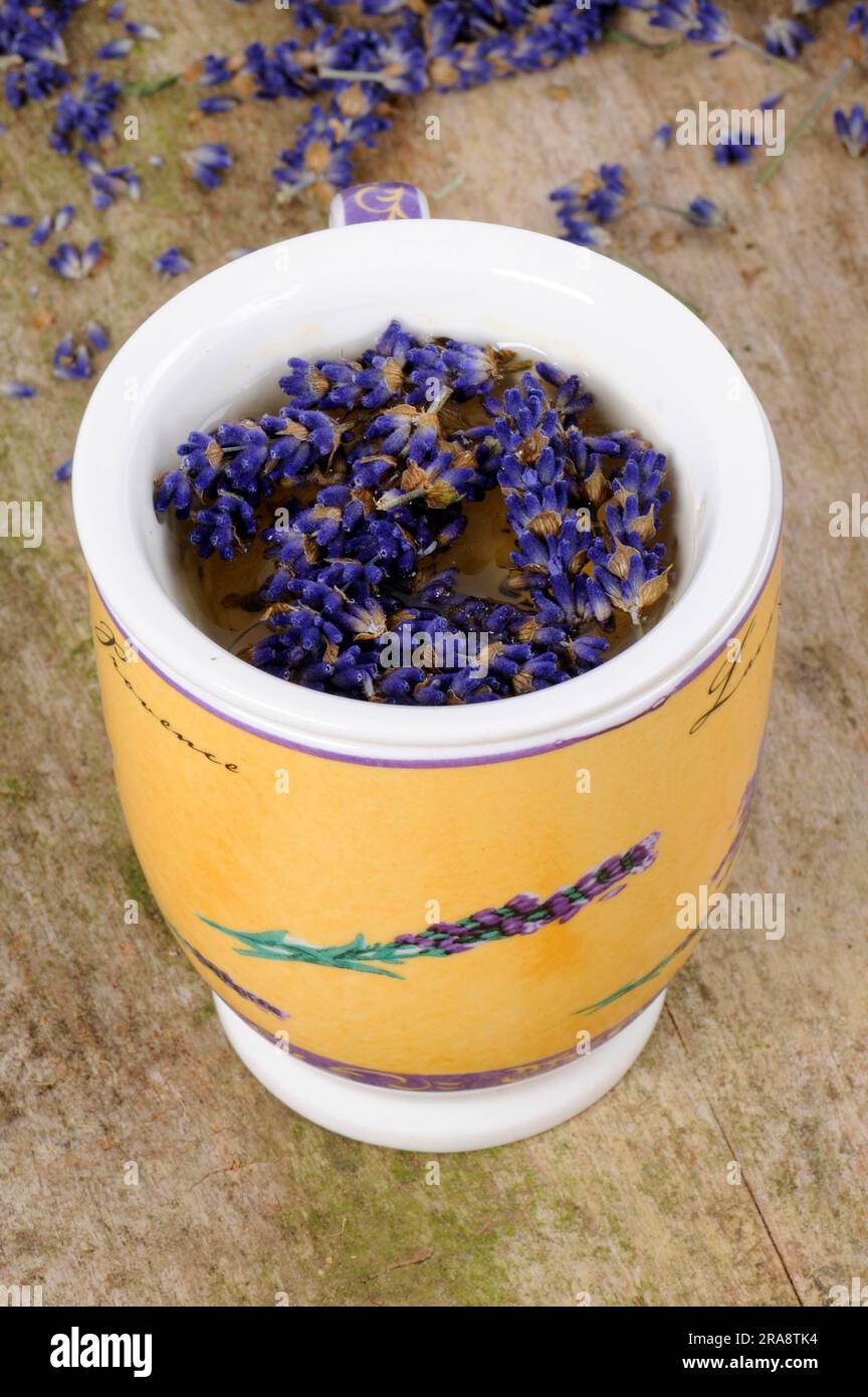 Tazza di tè alla lavanda (Lavandula angustifolia) Foto Stock