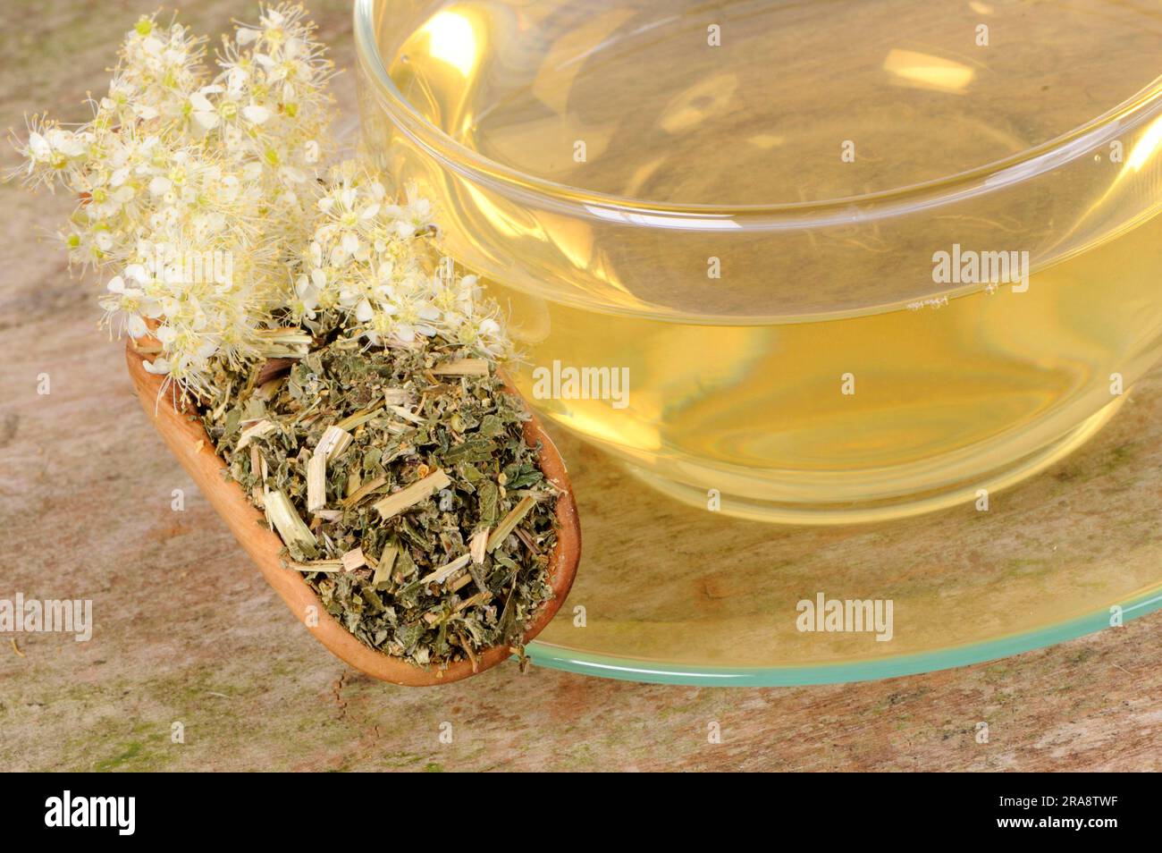 Meadowsweet, tazza di tè Meadowsweet, Meadowsweet tea, Meadowsweet perenne (Filipendula ulmaria), Meadowsweet, Meadowsweet Foto Stock