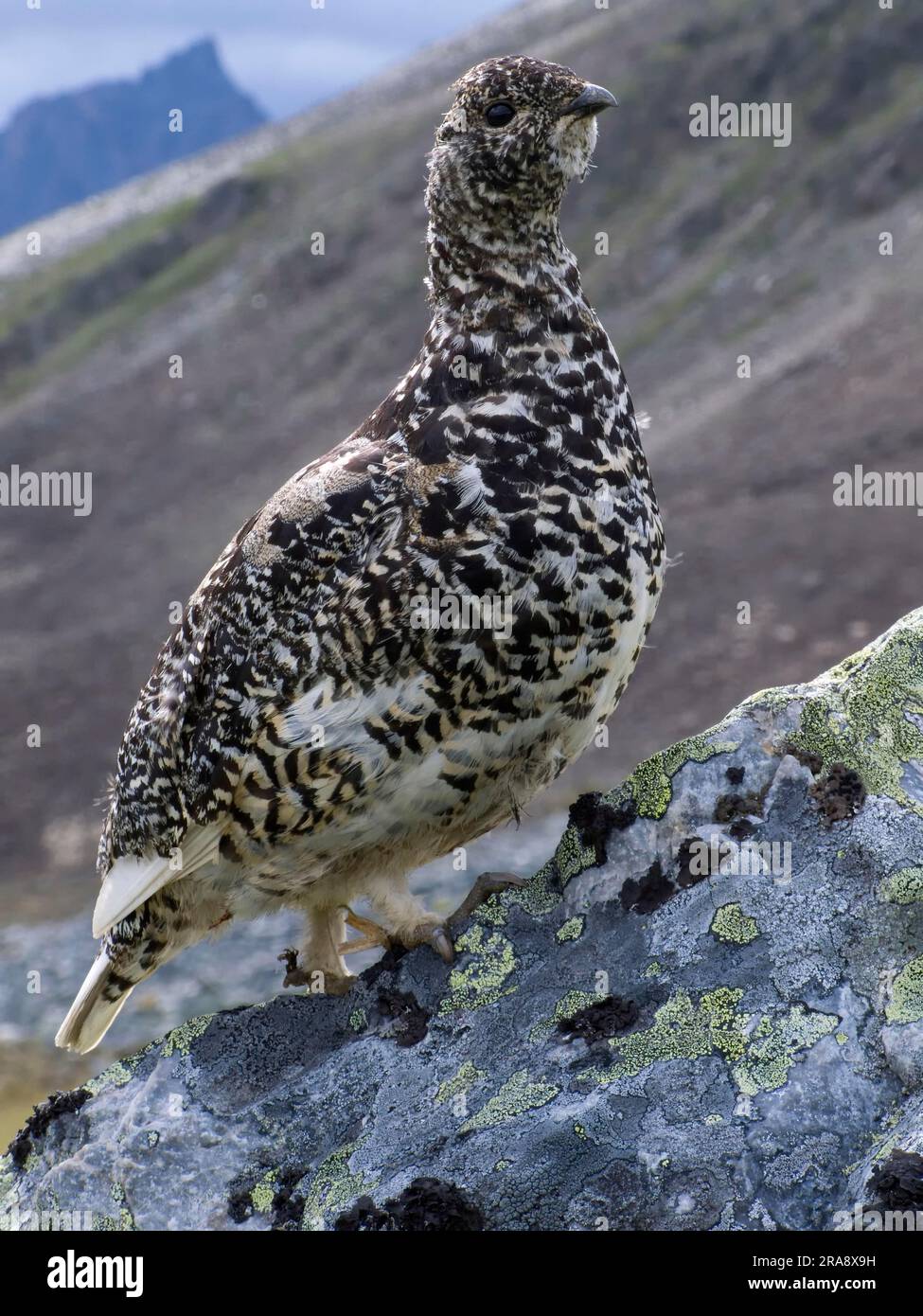 Ptarmigan dalla coda bianca (Lagopus leucurus), Tombstone Territorial Park, Yukon, Canada Foto Stock