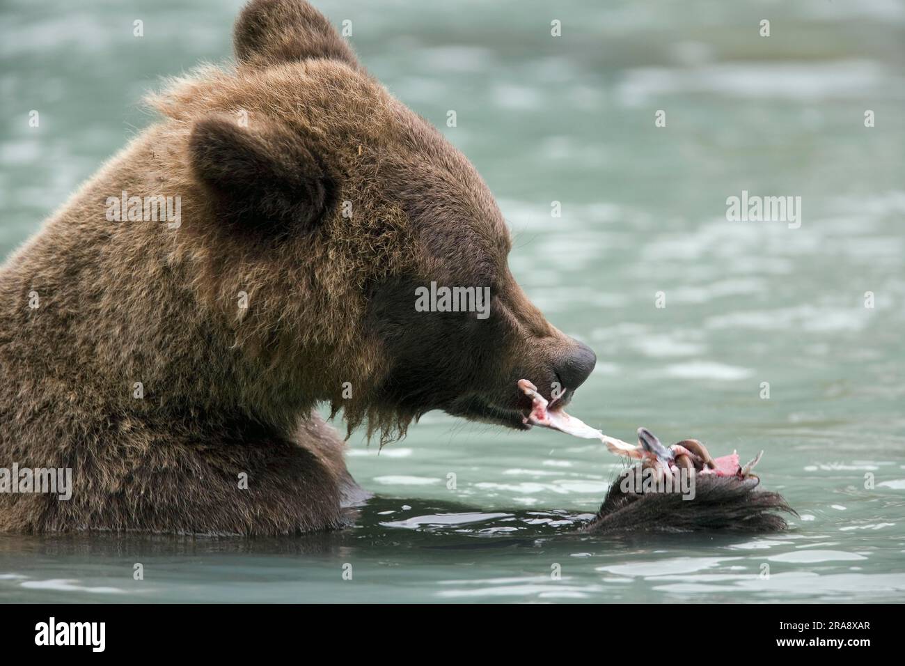 Chilkoot River, Alaska, Grizzly Bear (Ursus arctos horribilis) USA Foto Stock