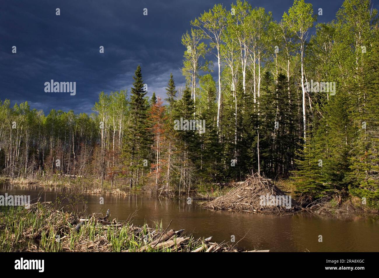 Laghetto di Beaver con loggia di castori, parco nazionale di Forillon, Quebec, Beaver, Canada Foto Stock