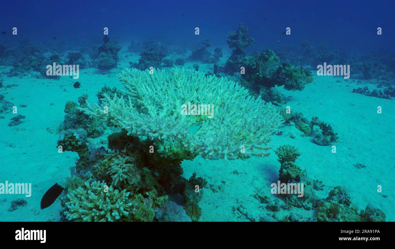 Acropora di corallo duro sbiancato. Sbiancamento e morte dei coralli per eccessivo riscaldamento dell'acqua di mare a causa del cambiamento climatico e del riscaldamento globale. Decolorato Foto Stock