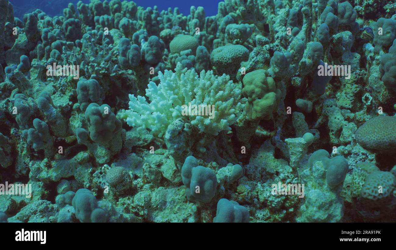 Acropora di corallo duro sbiancato. Sbiancamento e morte dei coralli per eccessivo riscaldamento dell'acqua di mare a causa del cambiamento climatico e del riscaldamento globale. Decolorato Foto Stock
