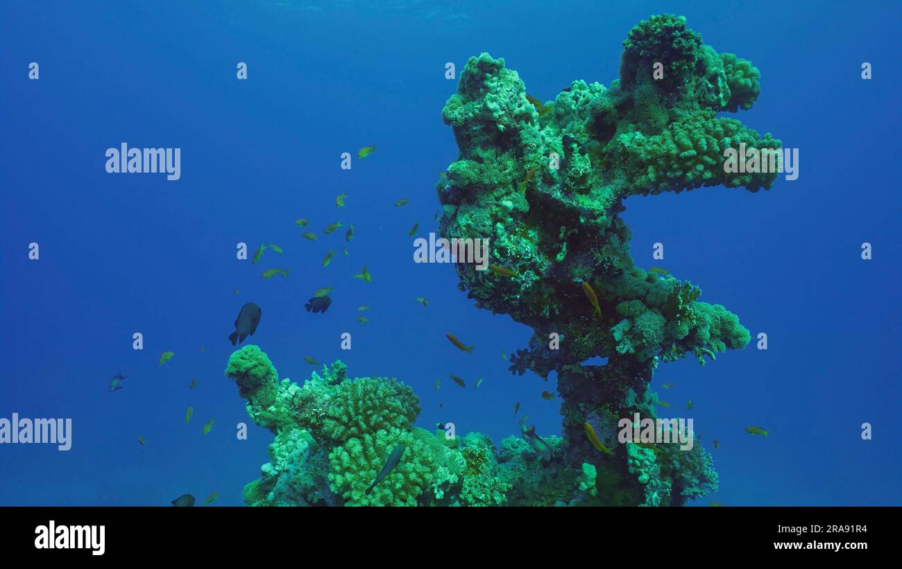Sagoma di formazione corallina di una forma insolita e bizzarra sul fondo marino, Mar Rosso, Safaga, Egitto Foto Stock