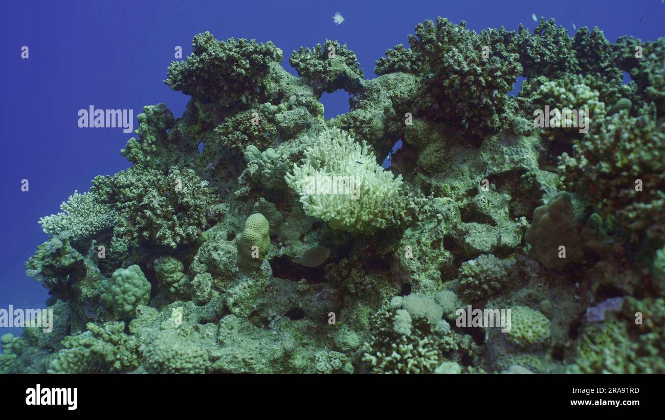 Acropora di corallo duro sbiancato. Sbiancamento e morte dei coralli per eccessivo riscaldamento dell'acqua di mare a causa del cambiamento climatico e del riscaldamento globale. Decolorato Foto Stock