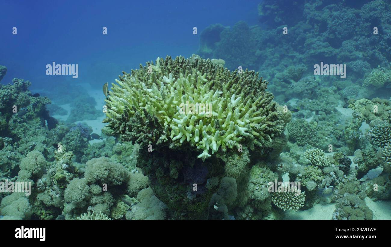 Acropora di corallo duro sbiancato. Sbiancamento e morte dei coralli per eccessivo riscaldamento dell'acqua di mare a causa del cambiamento climatico e del riscaldamento globale. Decolorato Foto Stock