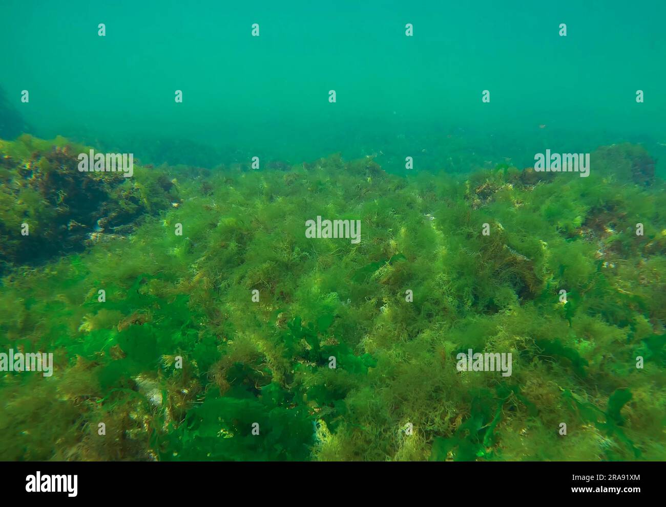 Barriera corallina ricoperta di alghe verdi lattughe di mare (Ulva maeotica) nel Mar Nero, Odessa, Ucraina Foto Stock