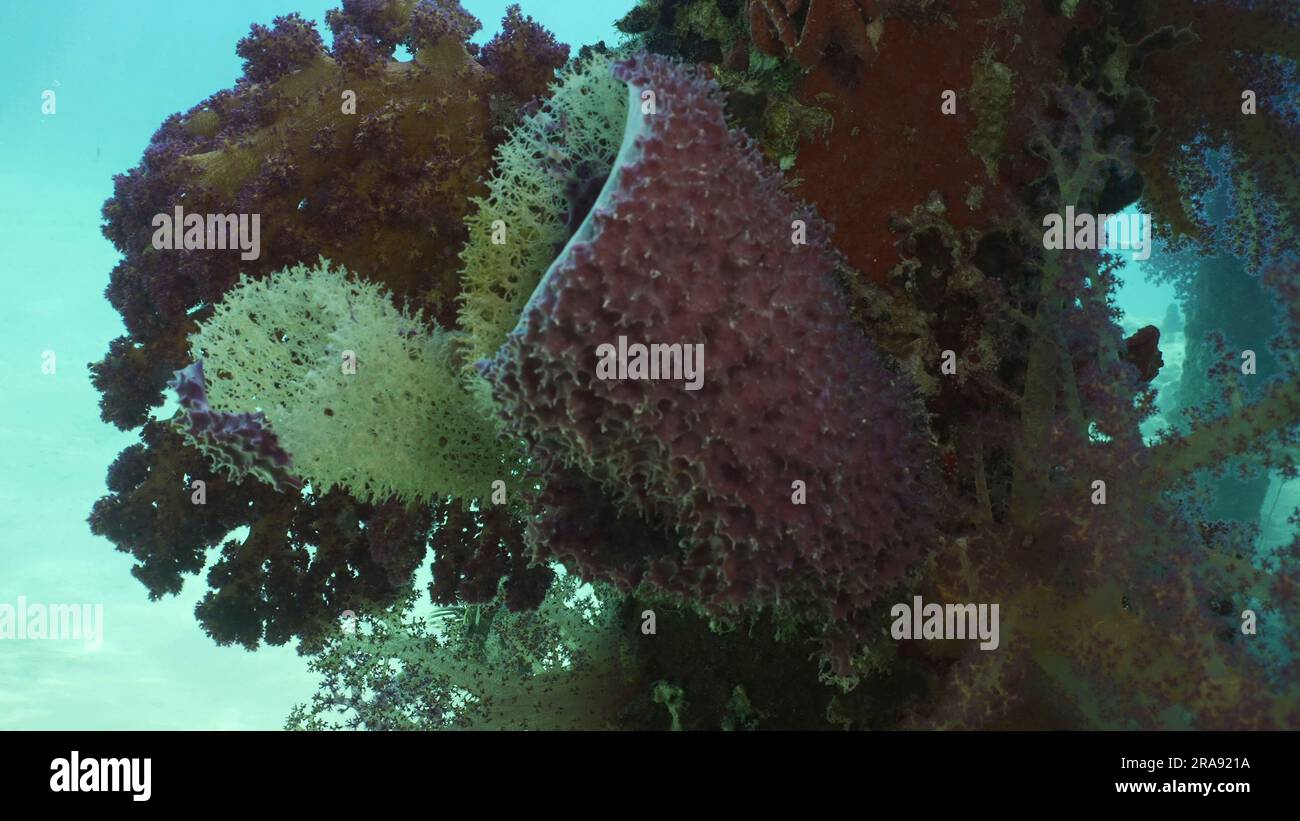 Primo piano della spugna a tubo grande (Haliclona fascigera) e del corallo morbido colorato luminoso Dendronephthya sul molo di supporto, Mar Rosso, Safaga, Egitto Foto Stock