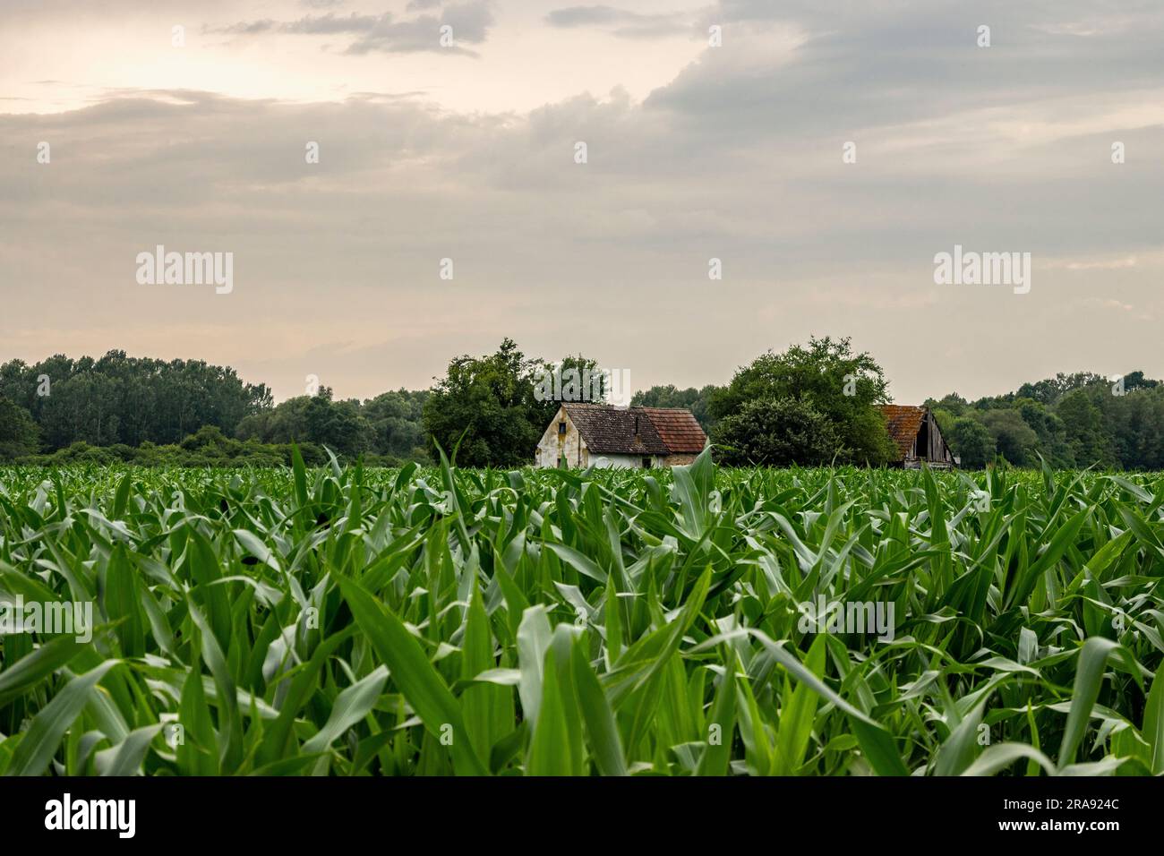 Case piccole, in rovina e abbandonate nei campi di mais di Lonjsko Polje, Croazia, una delle aree di ritenzione fluviale più belle d'Europa Foto Stock